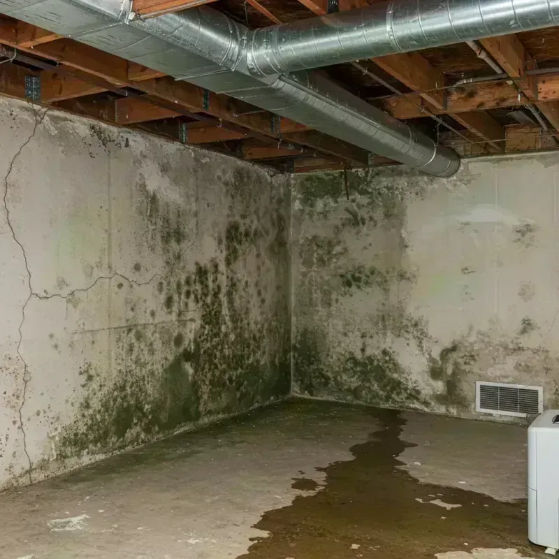 Professional Mold Removal in Peotone, IL